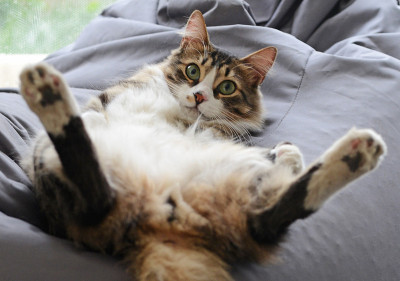 可爱的猫