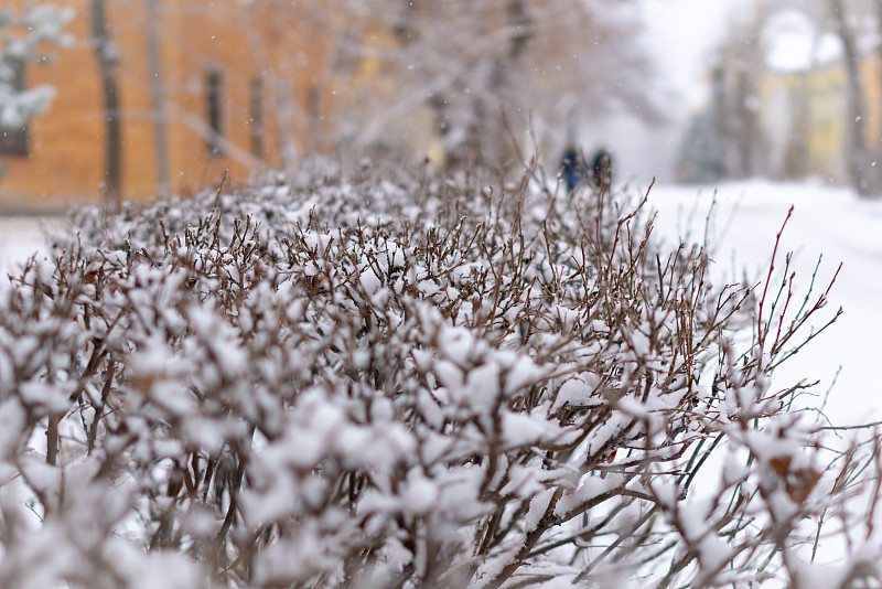 修剪过的灌木多刺的树枝上覆盖着雪。