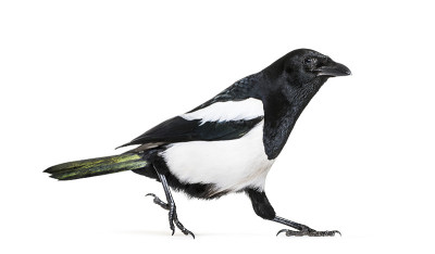 普通喜鹊，异食癖，在白色背景前