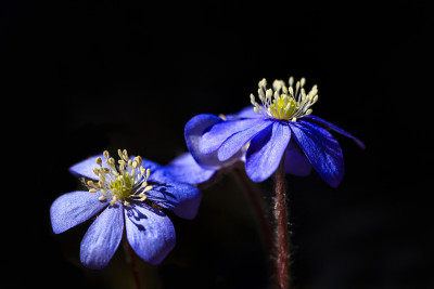 银莲花，两花