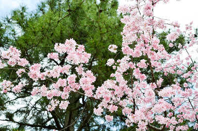 日本京都京苑的双樱花