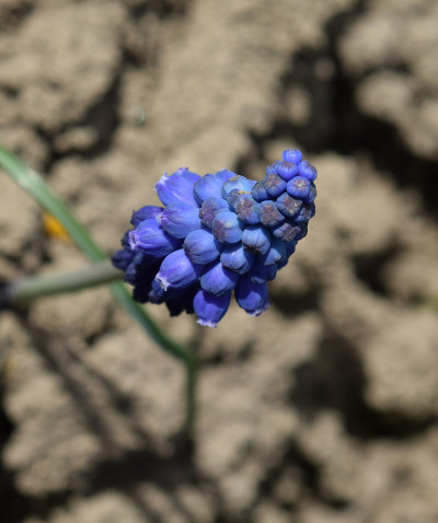 花坛里的麝香花
