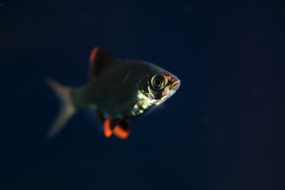 虎倒刺或绿倒刺。慢慢地在水族馆里游泳寻找食物，美丽的鱼有闪亮的绿色身体和红色的鳍末端。