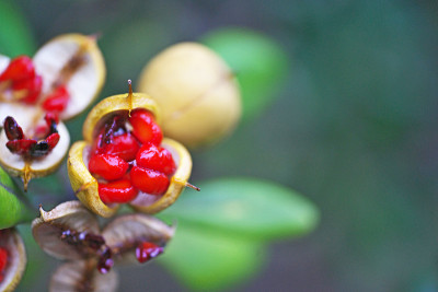 Pittosporum tobira