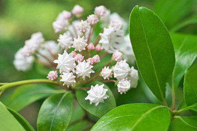 Kalmia