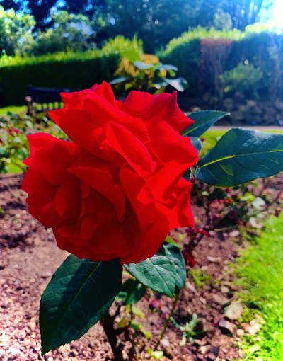 花园的玫瑰