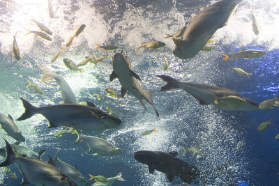 彩虹鲨鱼，湄公河巨型苏琪鲶鱼，水族馆里的鲶鱼
