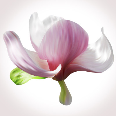 白玉兰插图特写孤立在白色的背景。