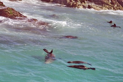 海海豹游泳