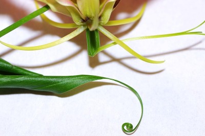 百合花的细节。