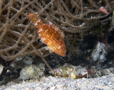 隐濑鱼(Pteragogus cryptus)