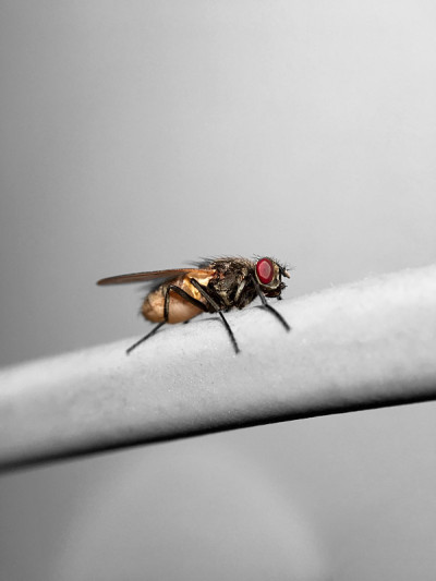 美丽的肉蝇(Sarcophaga carnaria)