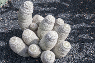 仙人掌