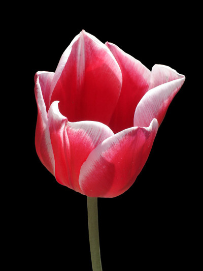黑色背景上的郁金香花“奥尔加”