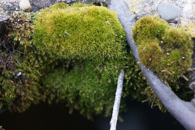 石墙上毛茸茸的苔藓