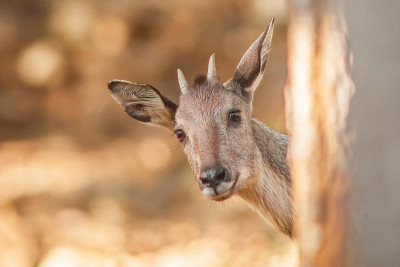 Goral (Naemorthedus griseus)站在树下看着相机。Omkoi野生动物保护区，