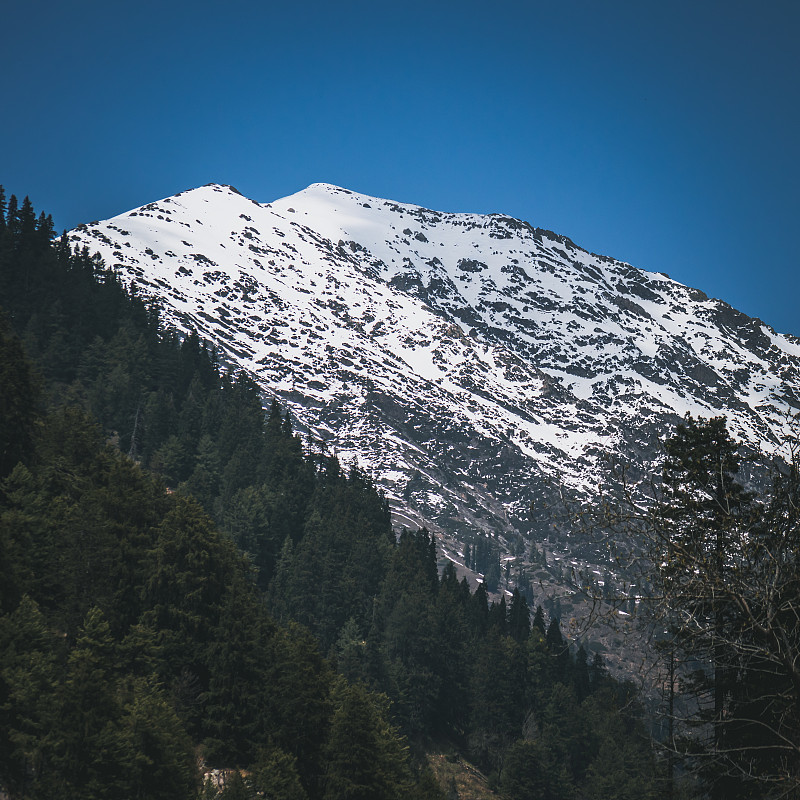 在克什米尔甘德伯尔的松林背景下，一座白雪覆盖的山峰