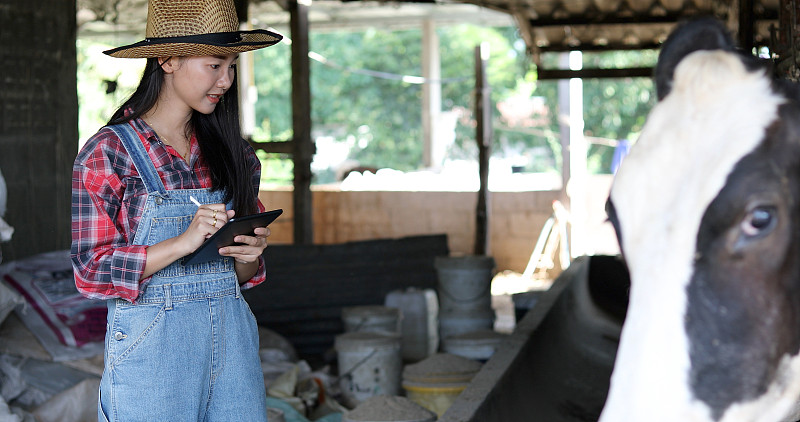 亚洲女性务农和农牧业的概念——年轻女性或农民用平板电脑和奶牛在牛棚里挤奶，在奶牛场用挤奶机挤奶