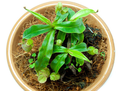 热带植物投手