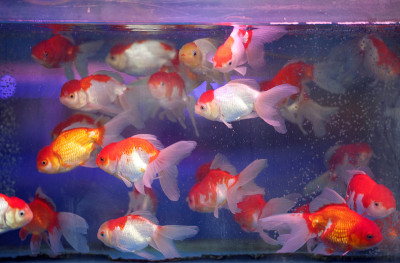 越南北部河内街市场水族馆里的珍奇鱼