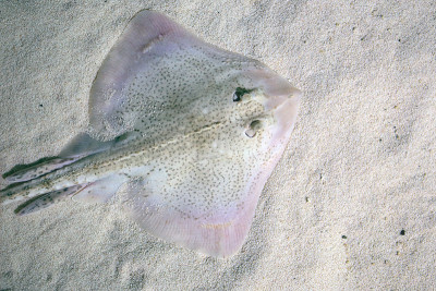 刺背鳐躺在海底