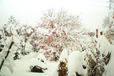 晚秋和粉状雪
