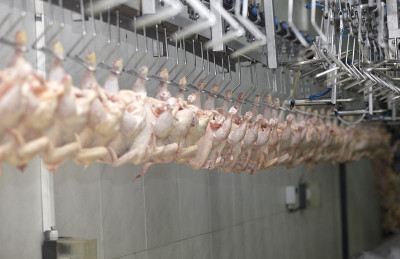 家禽加工肉类食品行业
