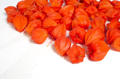 Physalis (faÉªsÉlÉªs，有时faÉªªlÉªs，源自Physalis =膀胱[引
