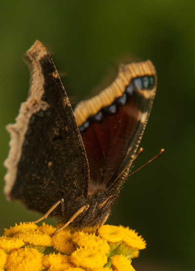 Nymphalis antiopa