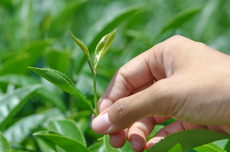 收获新鲜的绿茶