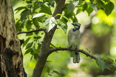 蓝鸟 (Cyanocitta cristata cristata)
