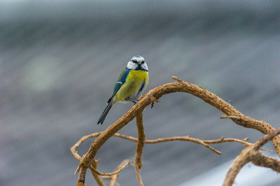 Blaumeise画像