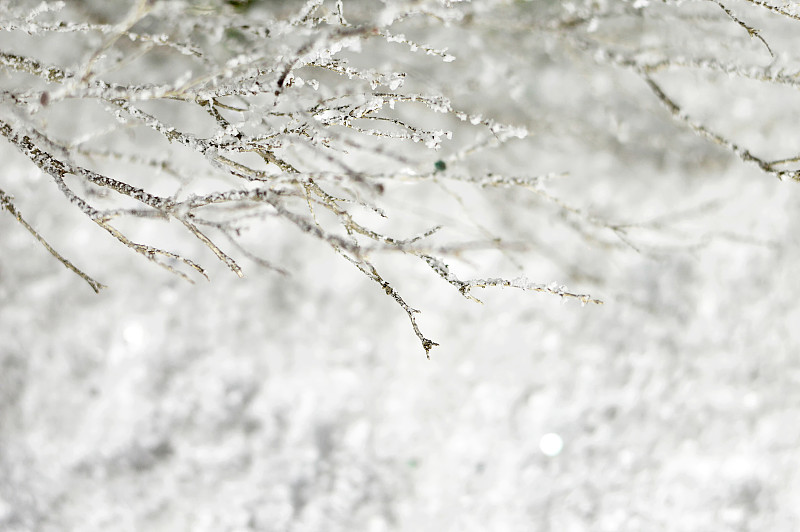 圣诞节的背景是树枝上覆盖着雪花。冬天下雪的背景