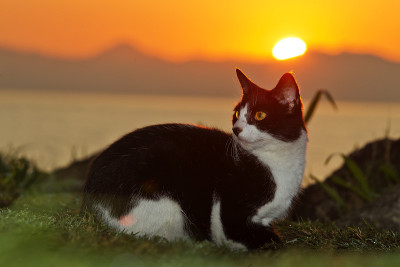 日出时的猫，在弗拉门戈海滩，巴西里约热内卢