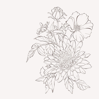 向量大丽花花。秋天的花朵的花束。为设计元素。手绘等高线和笔画。