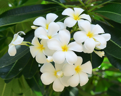 白色鸡蛋花。