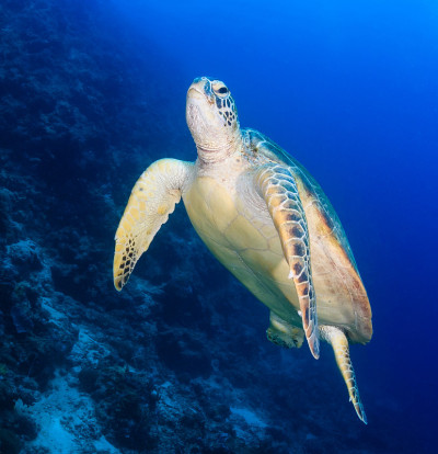 海龟在海里游泳