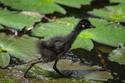 Amaurornis phoenicurus