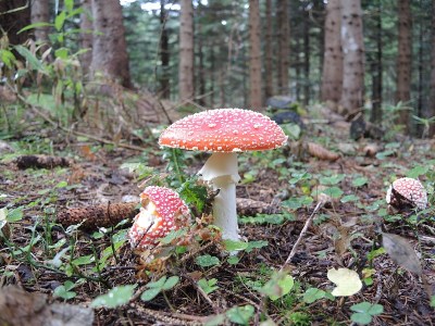 森林蘑菇