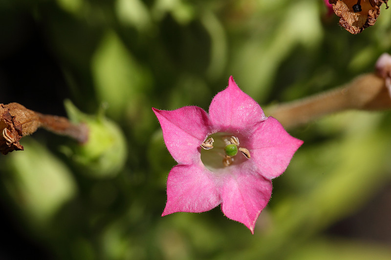 烟草花(Nicotiana tabacum)