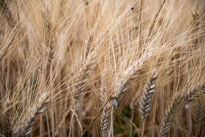 法国普罗旺斯的Campo di grano