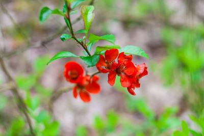 贴梗海棠的花朵