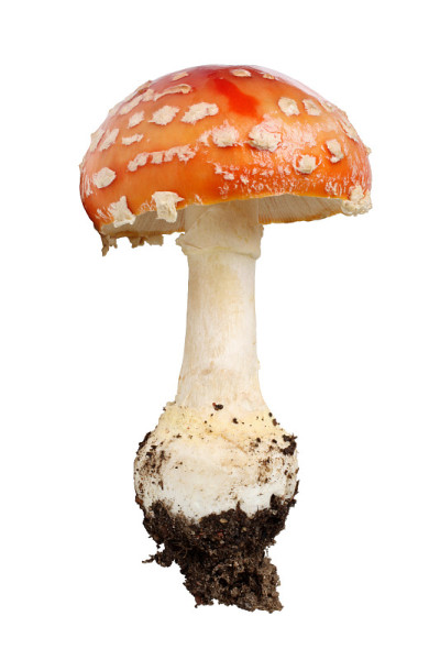 飞行伞菌