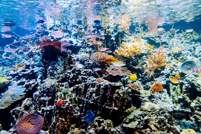在水族馆里，异国情调的热带鱼在珊瑚礁和藻类之间游弋