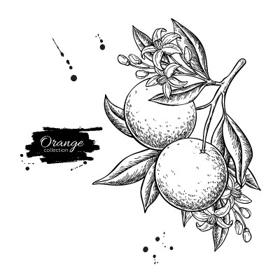 橙色的分支矢量图。夏季水果雕刻插图。