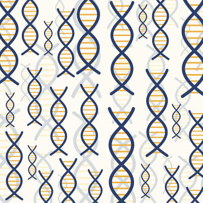 载体摘要DNA