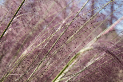 穆勒草(Muhlenbergia)