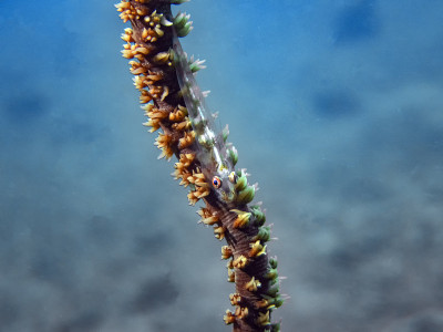 鞭状虾虎鱼