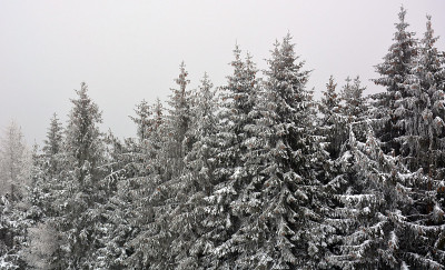 下雪的森林