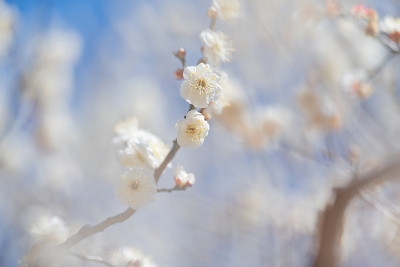 春天，公园里的梅花开了花